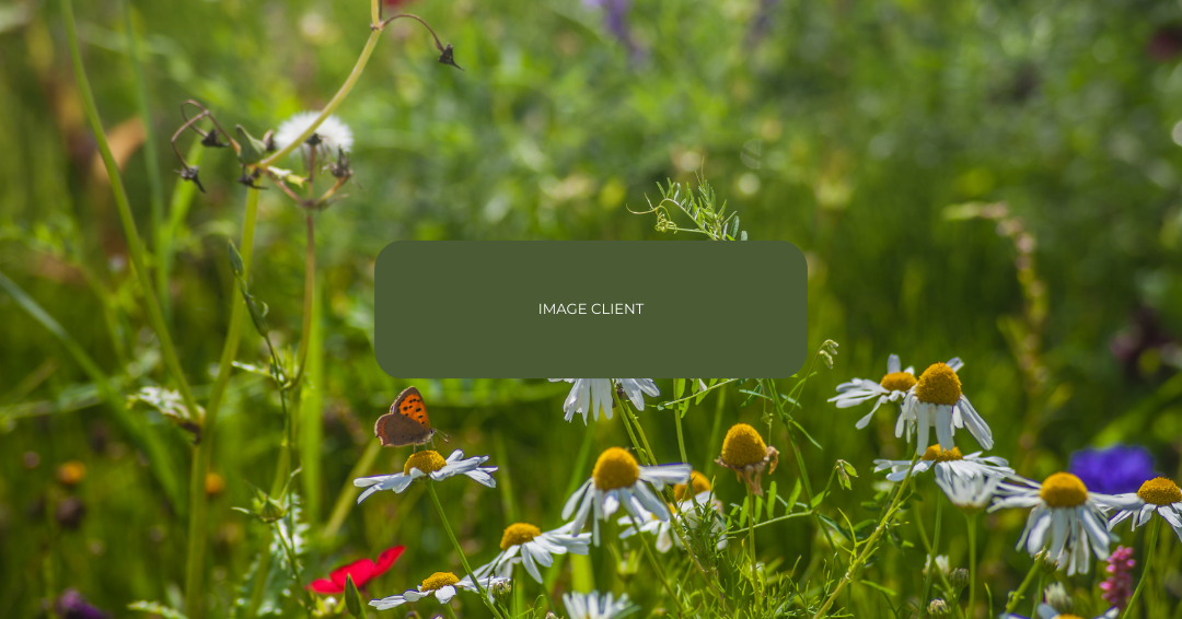 EXEMPLE image cible client