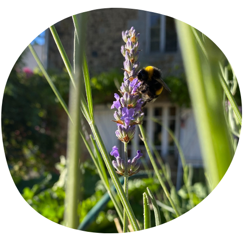 Animation insectes et pollinisateurs