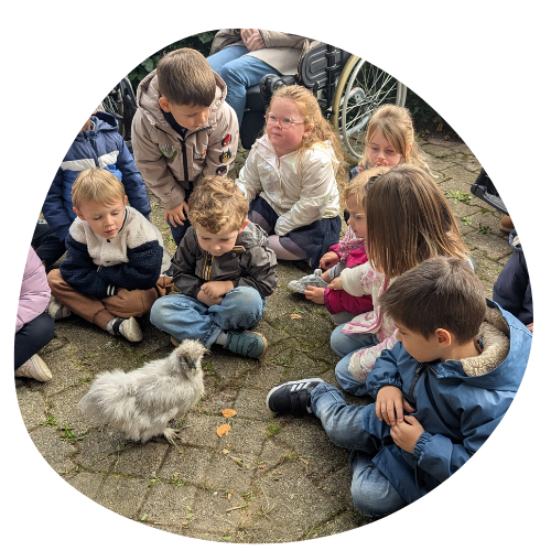 Poule outil pédagogique