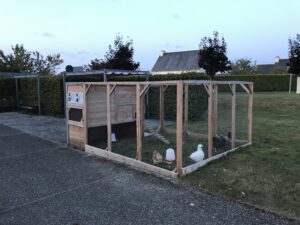 EHPAD de Pordic : un poulailler pour la médiation animale et le lien entre générations