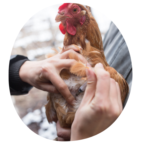 Suivi sanitaire poules