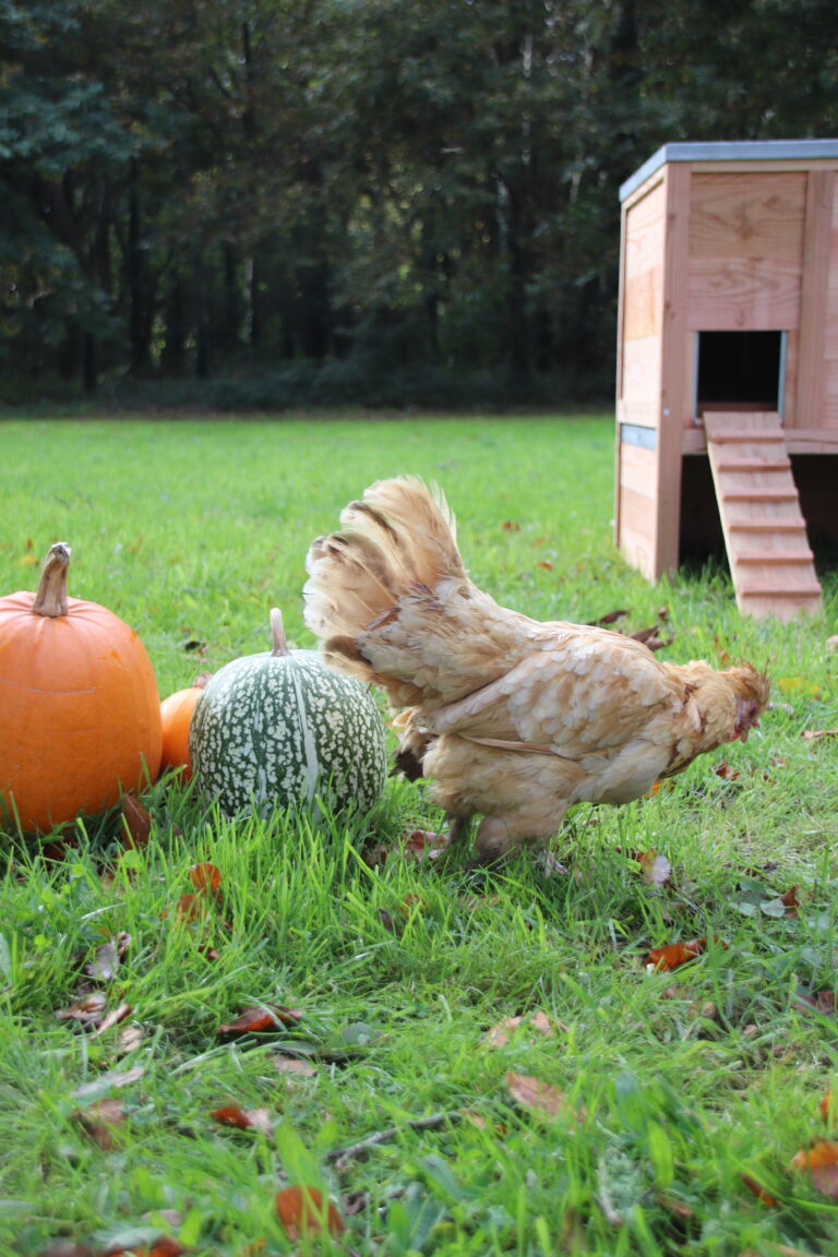 Poules_jardin_poulailler_©Naturarium2026